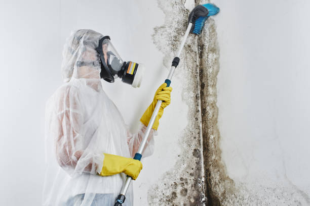 Attic Mold Removal in Lynn, MA