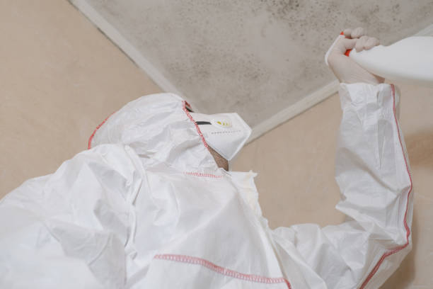 Best Commercial Mold Removal  in Lynn, MA