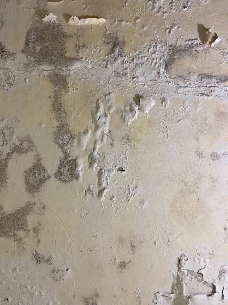 Professional Mold Removal in Lynn, MA