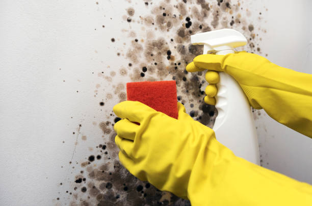 Best Mold Testing  in Lynn, MA