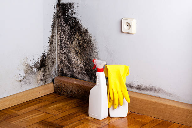 Home Mold Removal in Lynn, MA